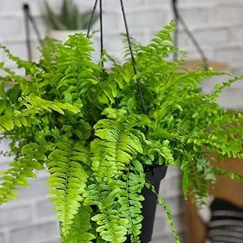 Is Nephrolepis Exaltata (Boston Fern) Toxic to Cats? – All About Boston Ferns and Cat Safety image 3