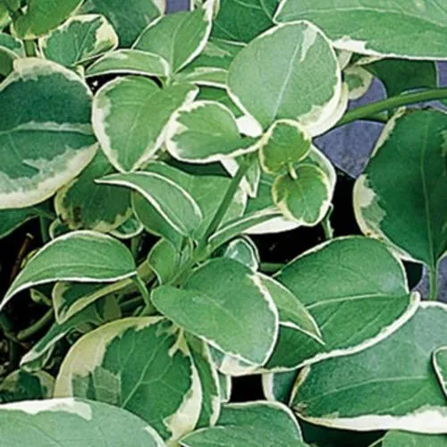 The Basics of Variegated Plants: Care for Variegated Foliage and More image 4