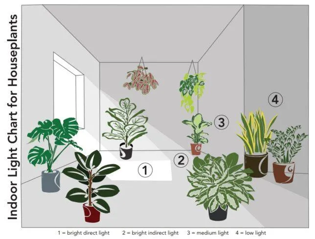 Best Indoor Plants That Thrive Without Direct Sunlight – Houseplants for Low Light Rooms photo 4