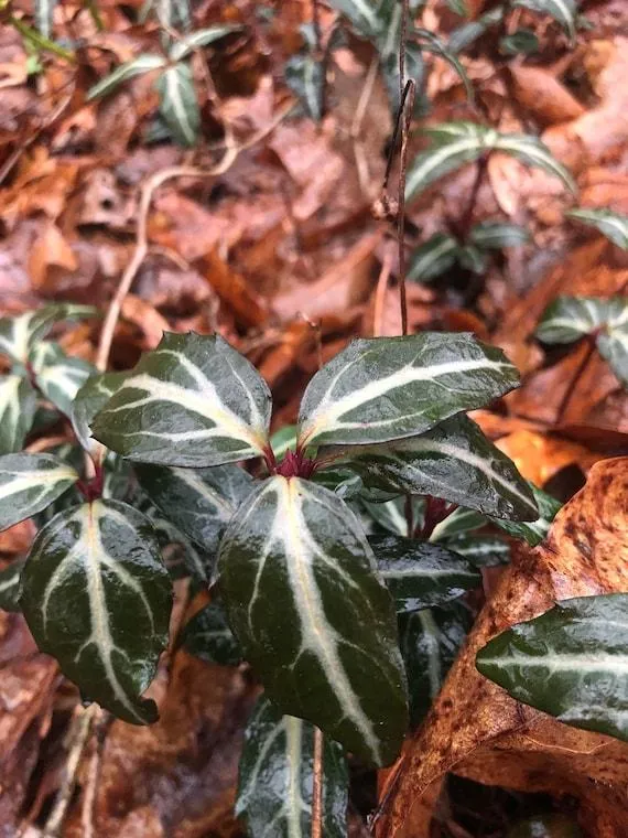 All About Variegated Plants: Care Tips for Spotted and Stripped Foliage photo 2