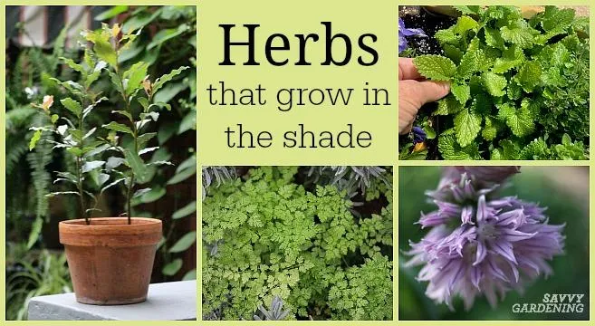 Plants That Thrive Without Sunlight – A Guide to Growing Indoor Plants in the Shade photo 4