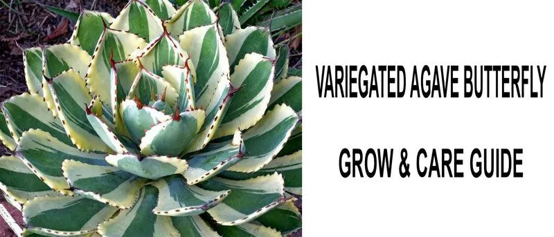 Variegated Plants: A Guide to Caring for and Growing Colorful Variegated Varieties photo 4