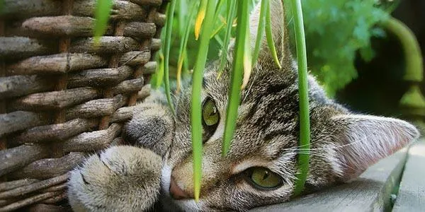 Is Pachira aquatica toxic to cats? What you need to know about keeping pet cats safe around this tropical plant photo 2