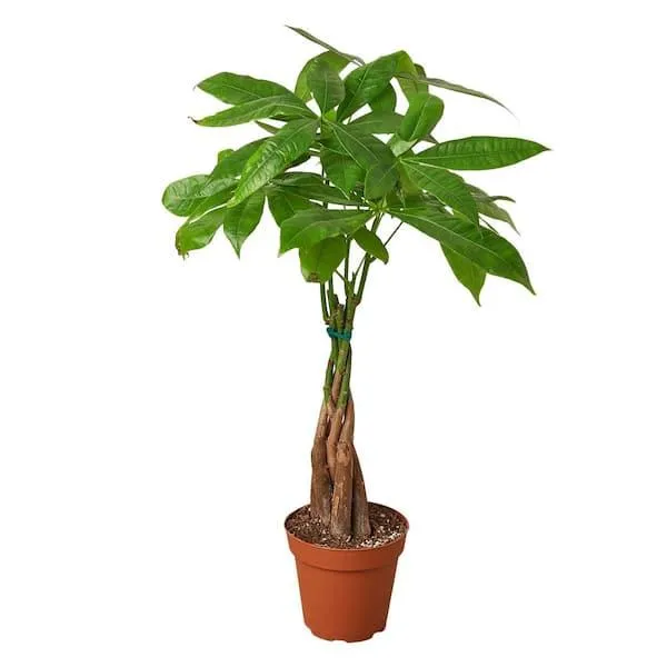 Caring for Your Pachira Money Tree with Cats in the Home: A Complete Guide photo 4