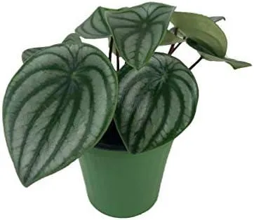 How to Care for Peperomia with a Wick: Watering Peperomia the Low-Maintenance Way photo 2