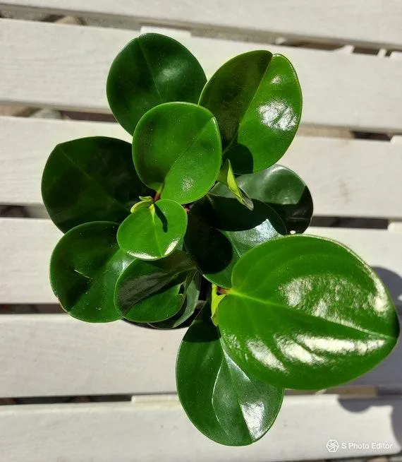 How to Care for Peperomia with a Wick: Watering Peperomia the Low-Maintenance Way photo 3