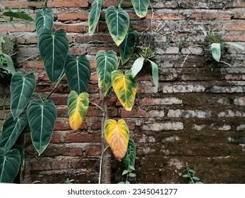 Philo Melanochrysum Care: How to Grow and Care for the Philodendron Melanochrysum Plant image 4