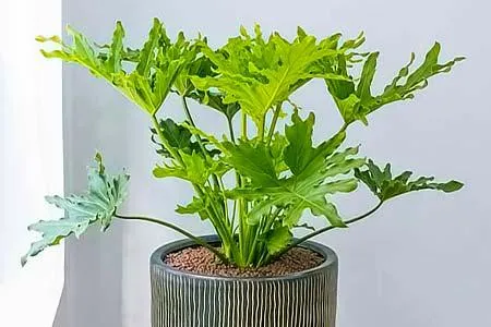 Philodendron Plants: Are They Toxic to Cats? image 2