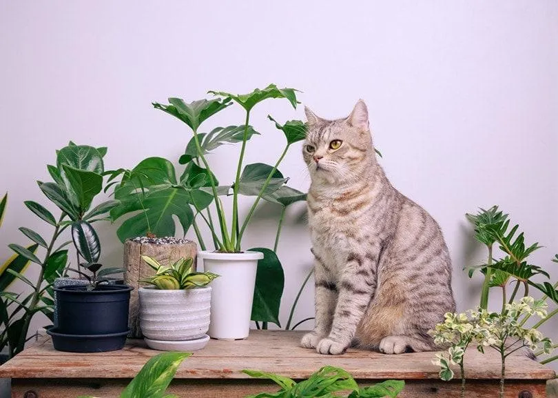 Philodendron Plants: Are They Toxic to Cats? image 3