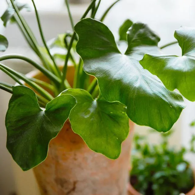 Philodendron Plants: Are They Toxic to Cats? image 4