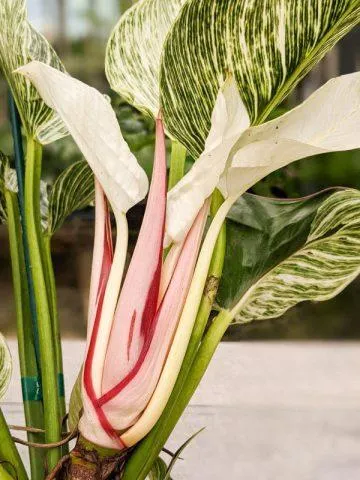 Why Your Philodendron Birkin May Lose its Variegation Over Time and How to Prevent it image 4