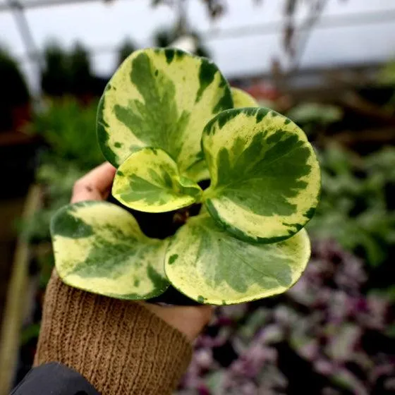 Variegated Leaf Houseplants: Care Tips for Houseplants With Colorful, Patterned Leaves photo 4