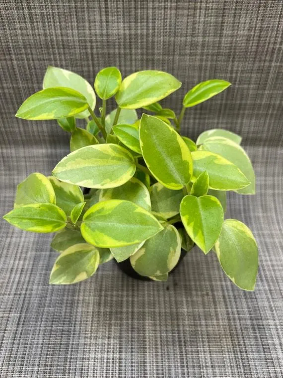 Why Philodendron Brasil May Lose Its Variegation Over Time and How to Prevent It photo 2