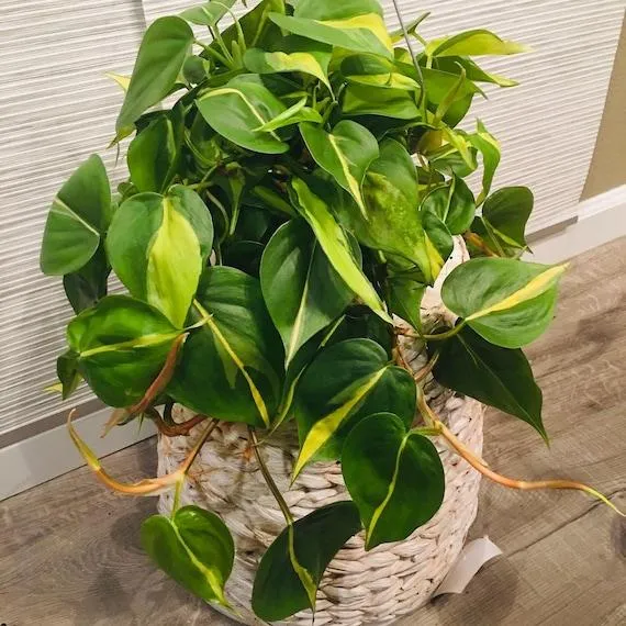 Why Philodendron Brasil May Lose Its Variegation Over Time and How to Prevent It photo 4