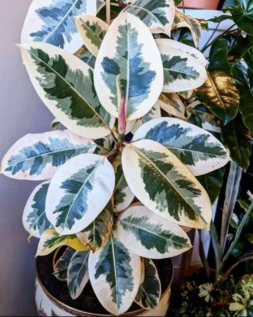 Variegated Leaf Plant Care Guide: How to Grow and Care for Variegated Plants photo 3