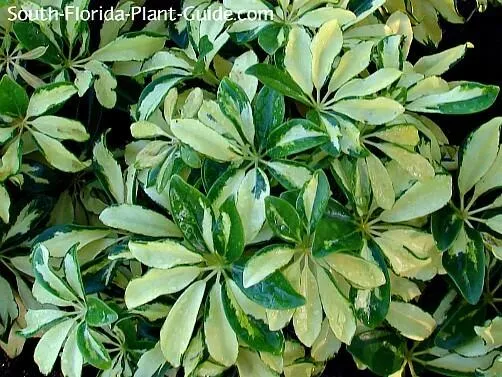 Variegated Leaf Plant Care Guide: How to Grow and Care for Variegated Plants photo 4