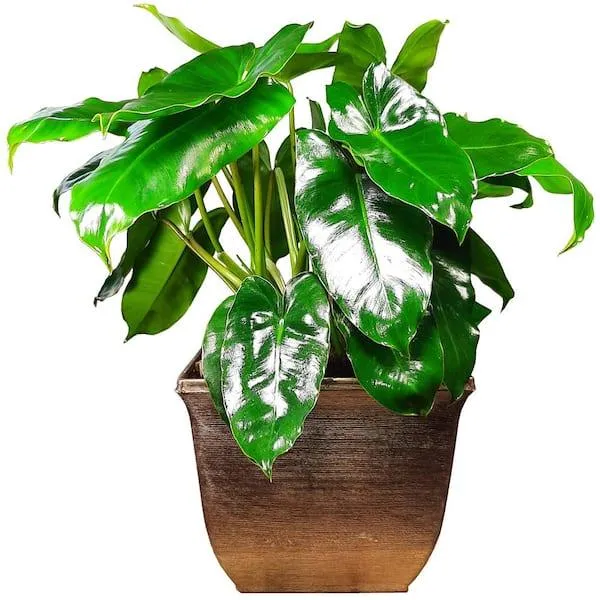 How to Propagate Philodendron Burle Marx in Water: A Complete Guide to Growing New Plants from Leaves and Stems image 2