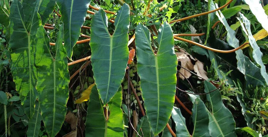 How to Propagate Philodendron Burle Marx in Water: A Complete Guide to Growing New Plants from Leaves and Stems image 3