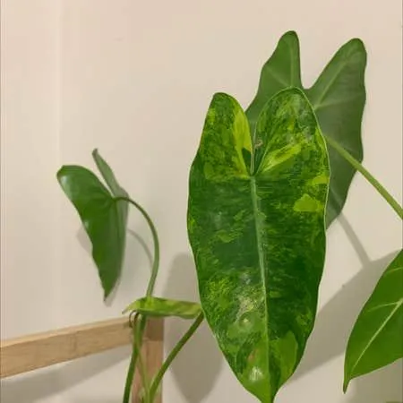 How to Propagate Philodendron Burle Marx in Water: A Complete Guide to Growing New Plants from Leaves and Stems