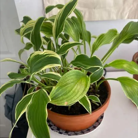 Variegated Houseplants: A Guide to Care for Plants with Colorful Stripes and Flecks photo 2