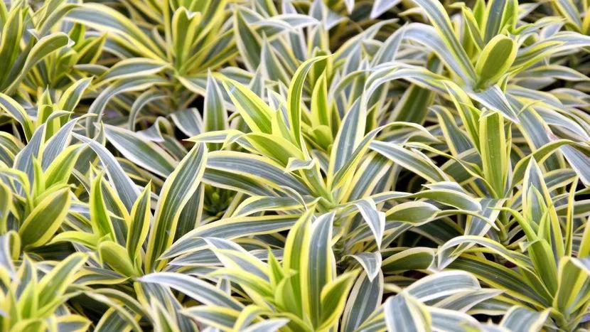Variegated Houseplants: A Guide to Care for Plants with Colorful Stripes and Flecks photo 4