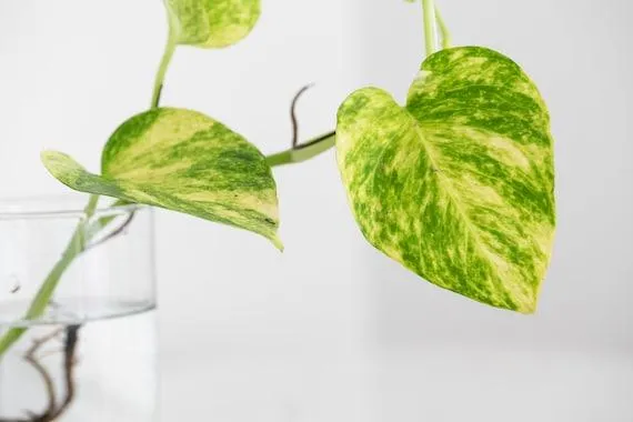 Top Variegated Houseplants To Brighten Your Home – Striking Variegated Leaves To Consider photo 3