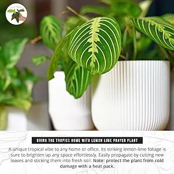 Top Variegated Houseplants To Brighten Your Home – Striking Variegated Leaves To Consider photo 4