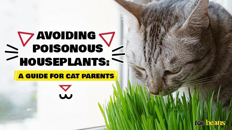 Is Philodendron Poisonous to Cats? A Guide to Cat-Safe Houseplants photo 4