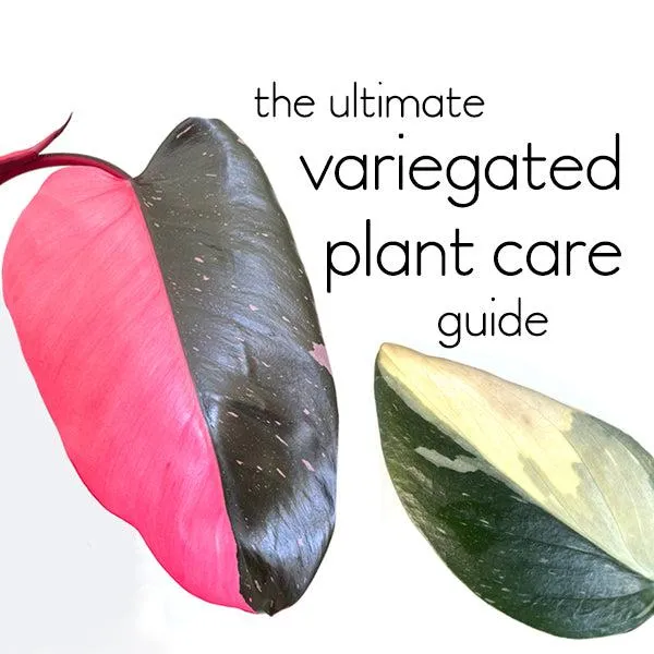 Variegated Leaves Houseplants – A Guide to Caring for Plants with Colorful, Patterned Foliage photo 2