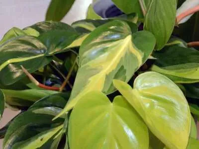 Variegated Leaves Houseplants – A Guide to Caring for Plants with Colorful, Patterned Foliage photo 3