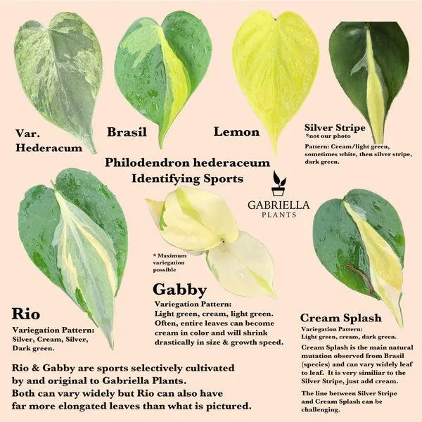Variegated Philodendron Care Guide: How to Grow and Care for Variegated Philodendrons photo 2
