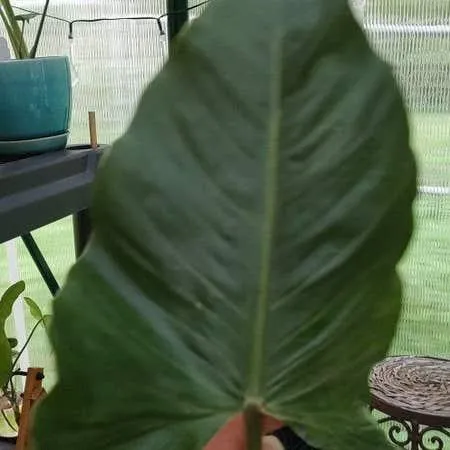 Variegated Philodendron Care Guide: How to Grow and Care for Variegated Philodendrons photo 3