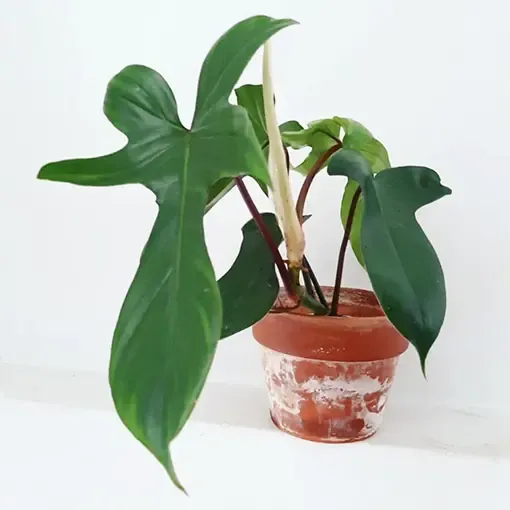 Philodendron Florida Beauty vs Florida Ghost: Which Variety is Right for Your Home? image 2