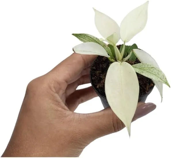 Philodendron Florida Beauty vs Florida Ghost: Which Variety is Right for Your Home? image 3