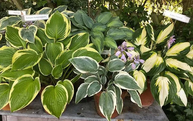 Variegated Plants: A Guide to Caring for Colourful Foliage image 4