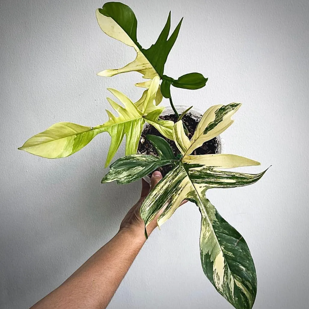 Philodendron Florida Ghost Variegated Care Guide – How to Grow and Care for Philodendron florida ghost variegated plants photo 4