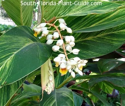 Variegated Plants Florida: A Guide to Low Maintenance Variegated Plants That Thrive in Florida Gardens photo 2