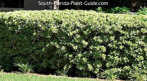 Variegated Plants Florida: A Guide to Low Maintenance Variegated Plants That Thrive in Florida Gardens photo 4