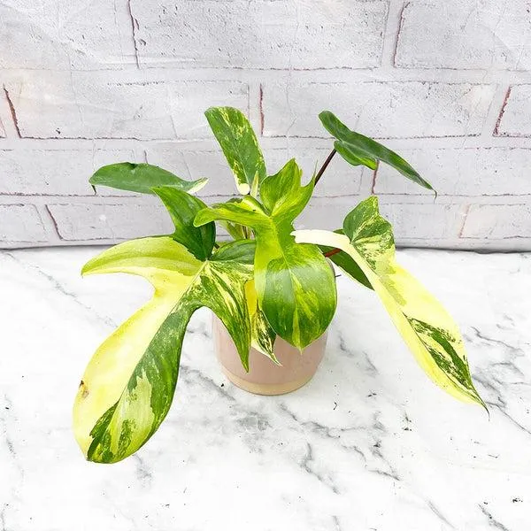 Philodendron Florida Ghost vs Florida Beauty – A Comparison of Two Popular Houseplants photo 3