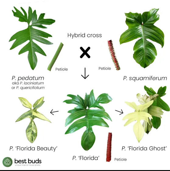 Philodendron Florida Ghost vs Florida Beauty – A Comparison of Two Popular Houseplants photo 4