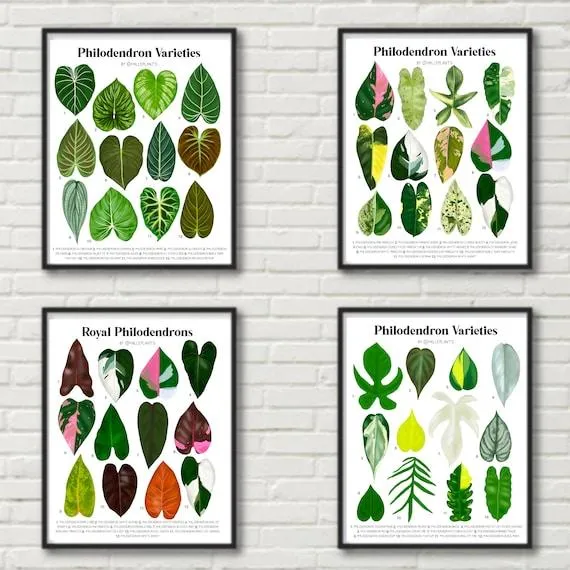 Philodendron Gloriosum Types: A Guide to Identifying Varieties of the Glorious Jewel Philodendron image 2