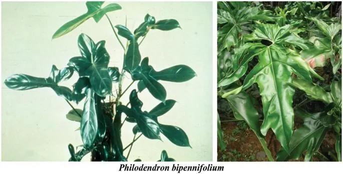 Philodendron Gloriosum Types: A Guide to Identifying Varieties of the Glorious Jewel Philodendron image 3