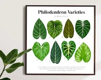 Philodendron Gloriosum Types: A Guide to Identifying Varieties of the Glorious Jewel Philodendron image 4