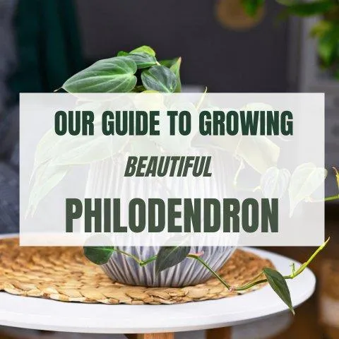 The Ultimate Guide to Philodendron Plant Varieties and Care Tips image 3