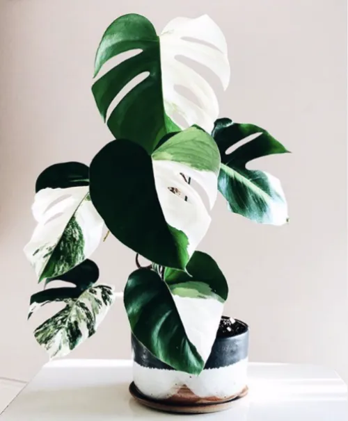 Variegated Plants: A Guide to the Most Popular Variegated Houseplants image 3