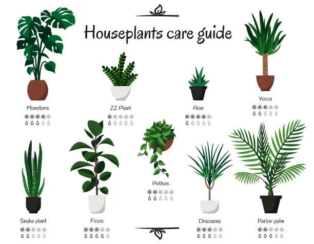 Variegated Plants: A Guide to the Most Popular Variegated Houseplants image 4
