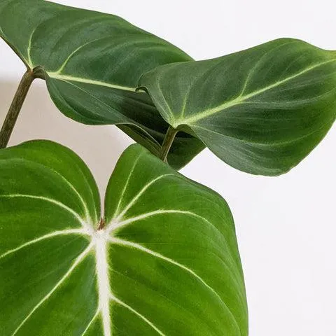 Philodendron Melanochrysum Care Guide: Tips for Growing This Rare Dark-Leaved Plant image 2