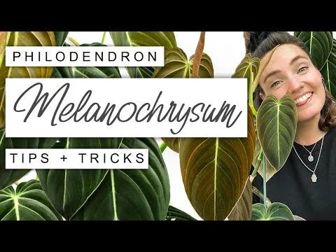 Philodendron Melanochrysum Care Guide: Tips for Growing This Rare Dark-Leaved Plant image 3