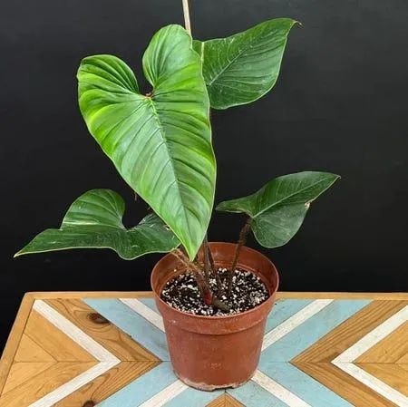 Philodendron Melanochrysum Care Guide: Tips for Growing This Rare Dark-Leaved Plant image 4