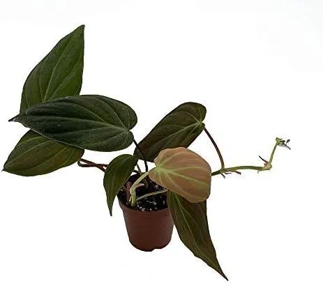 Philodendron Melanochrysum vs Micans: A Comparison of Two popular Philodendron Varieties image 2